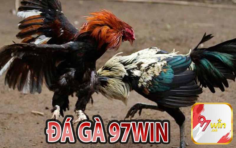 Đá Gà 97Win